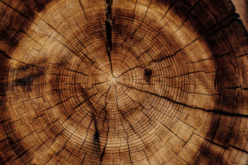 Joel jasmin forestbird xz PMUMD Dsfk unsplash Joel jasmin forestbird xz PMUMD Dsfk unsplash