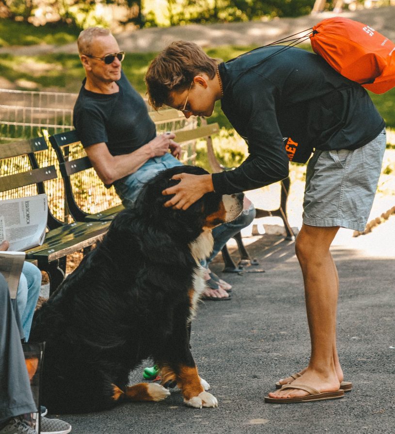 Blog gesundheit hund Blog gesundheit hund